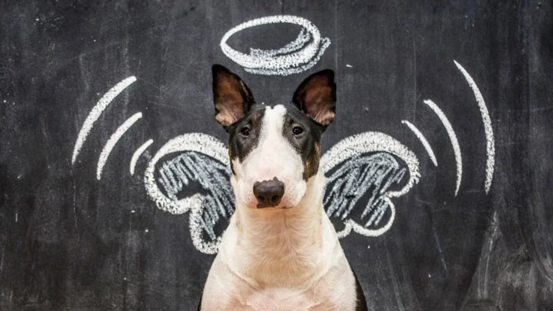 Le "mauvais chien", mythe ou réalité ?